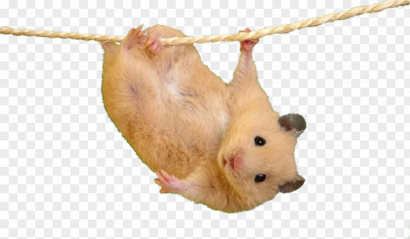 Hamster Mouse Desktop Wallpaper Cat Cuteness PNG