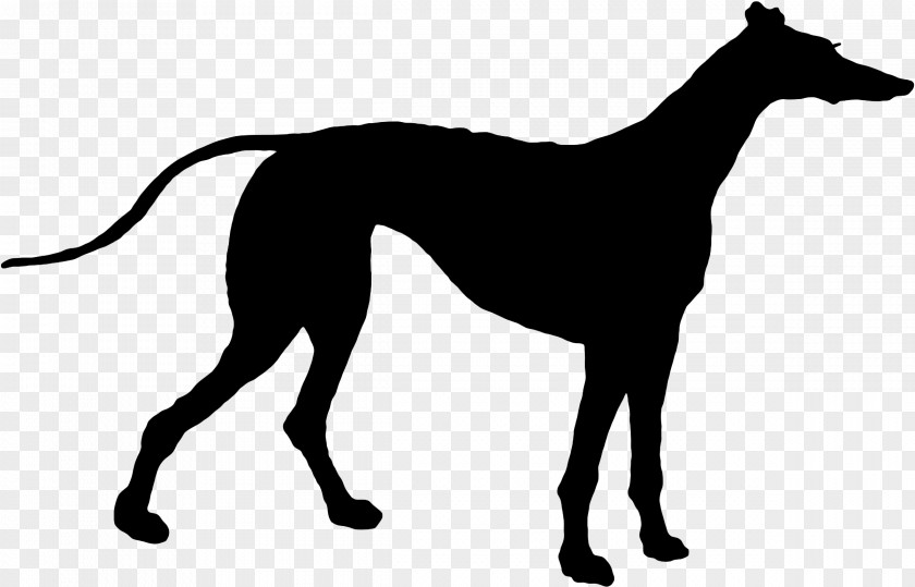 Italian Greyhound Spanish Sloughi Whippet PNG