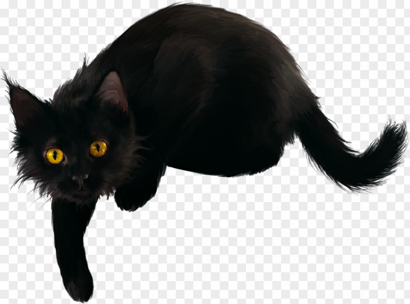 Kitten Black Cat Bombay Domestic Short-haired PNG