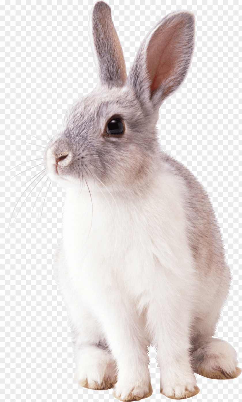 Rabit Cottontail Rabbit Easter Bunny Clip Art PNG