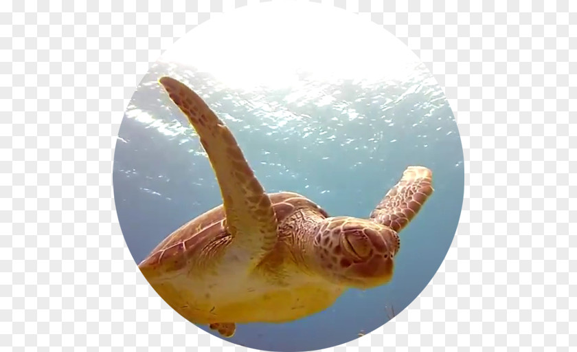Android Ocean Block Puzzle Tower 3D Desktop Wallpaper Turtle PNG