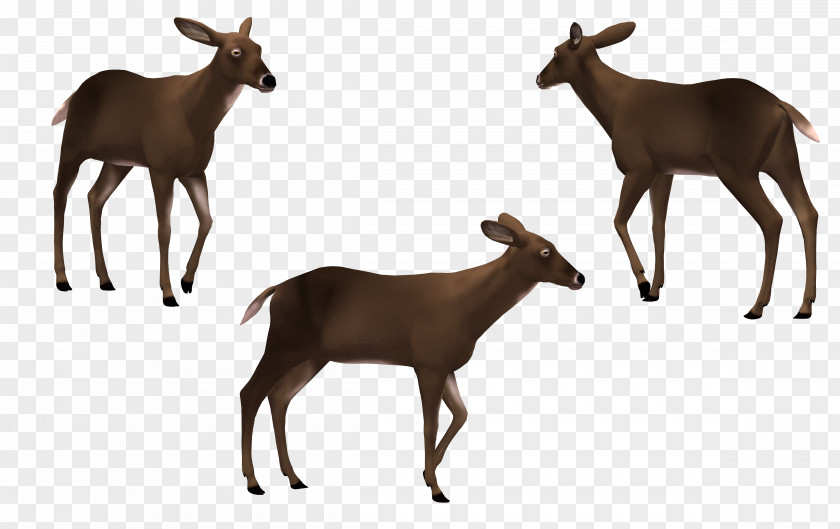 Cartoon Horse Reindeer Elk PNG