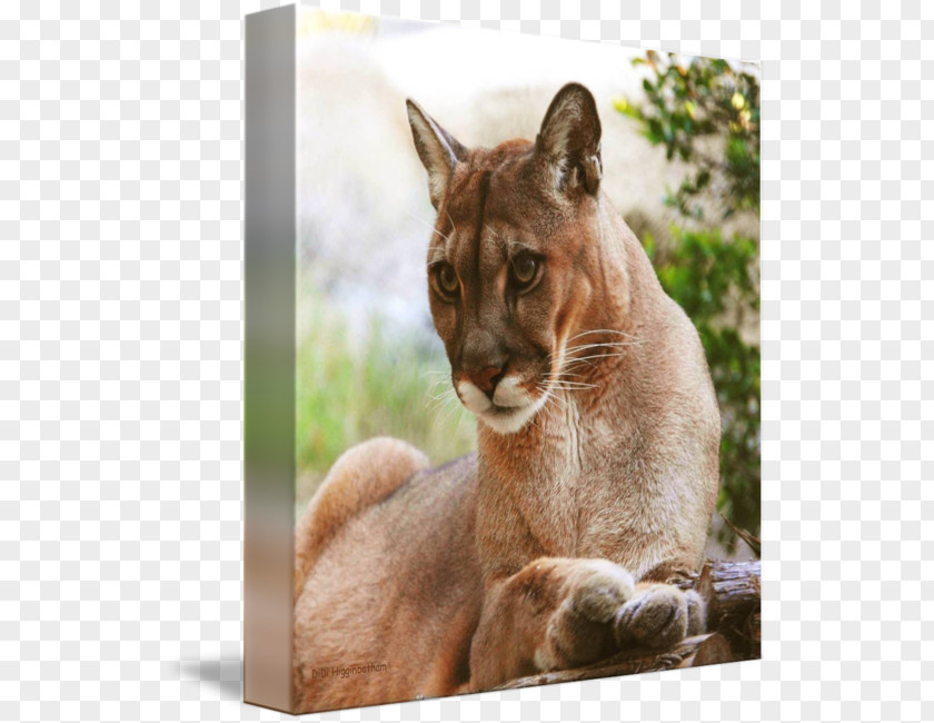Didi & Friends Cougar Whiskers Fur Snout Puma PNG
