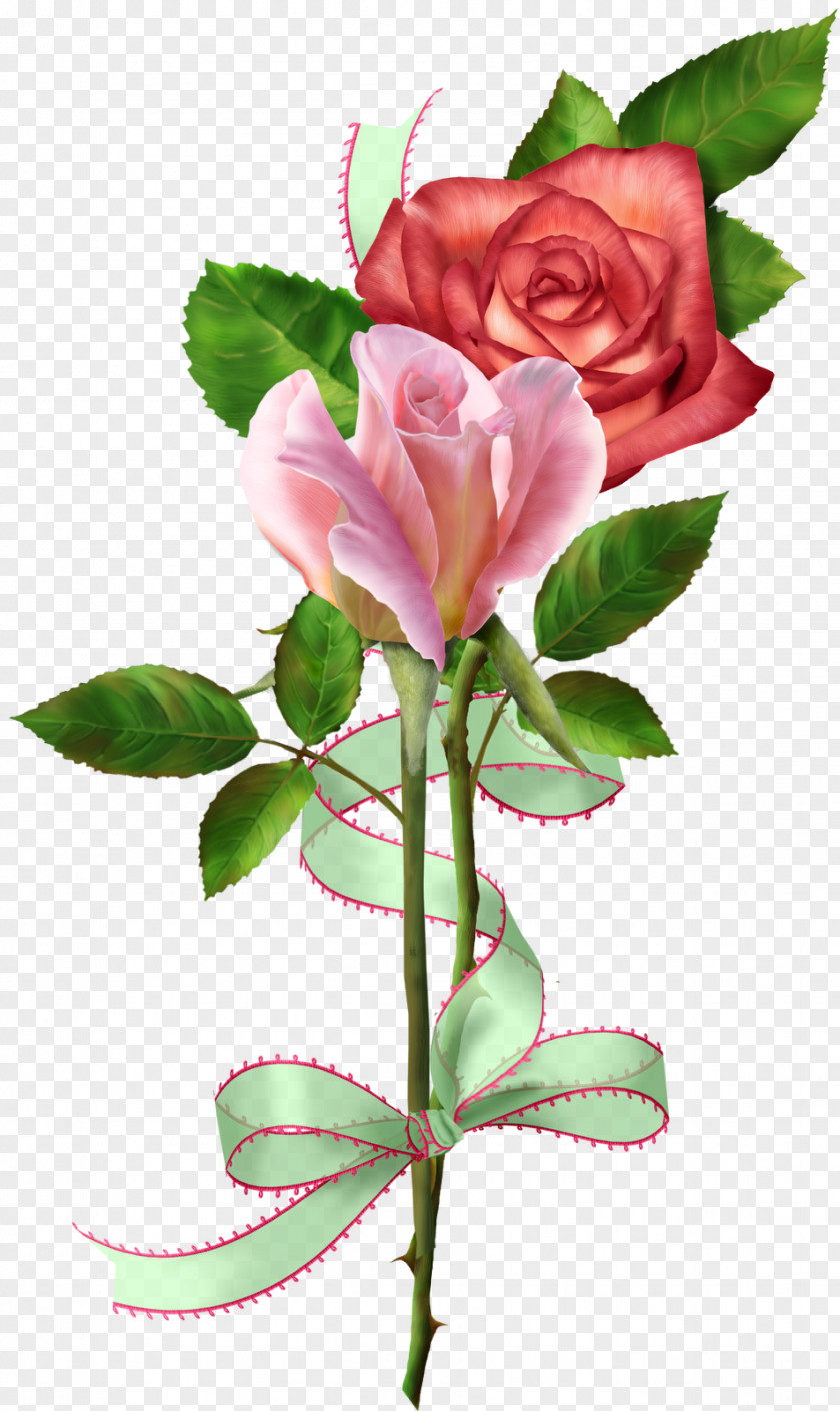 Light-painting Garden Roses Cabbage Rose Floribunda Cut Flowers Floral Design PNG