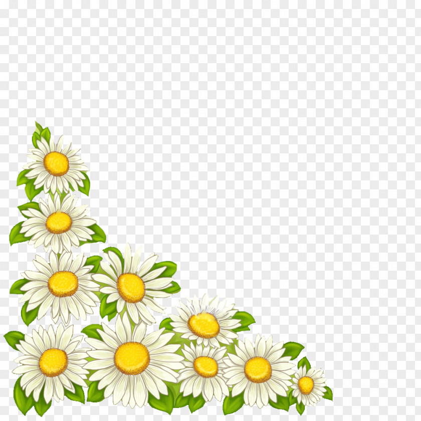 Marguerites Vector Graphics Image Download Illustration PNG