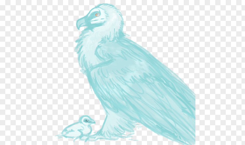 Owl Bald Eagle Beak Feather PNG