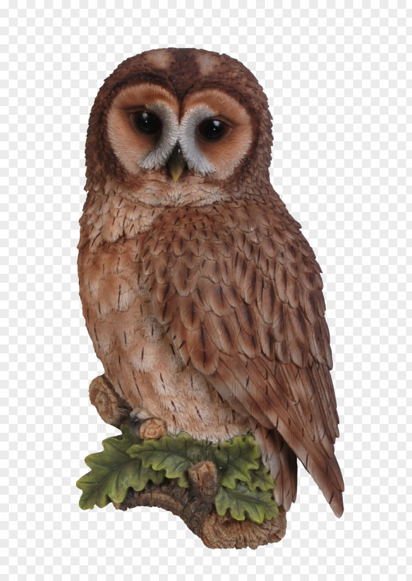 Owl Tawny Bird Long-eared Wall PNG