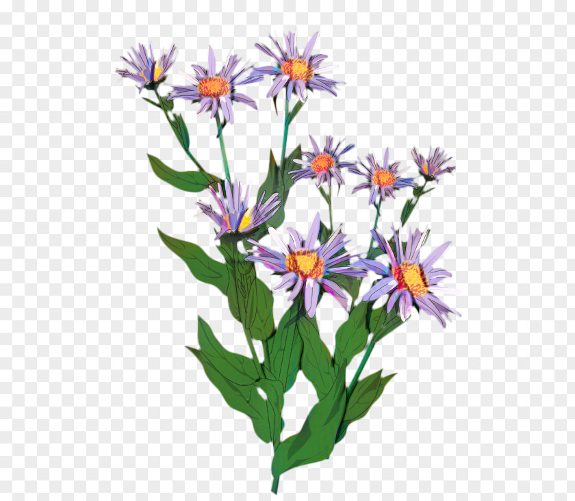 Perennial Plant Daisy Watercolor Flower Background PNG
