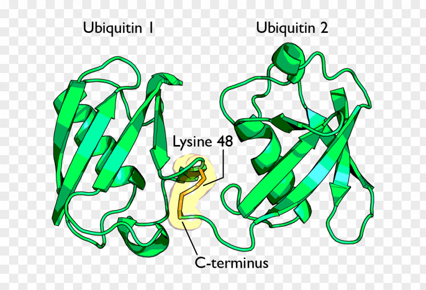 Ubiquitin-activating Enzyme Lysine Proteasome Protein PNG