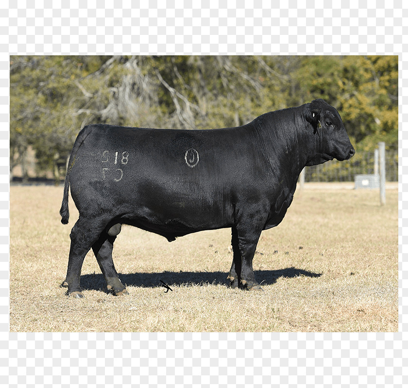 Angus Cattle Brangus Hereford Charolais Bull PNG