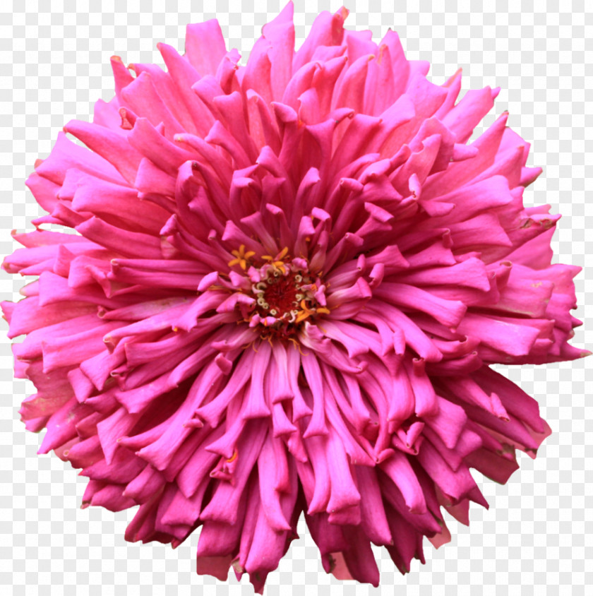 Chrysanthemum Zinnia Desktop Wallpaper PNG