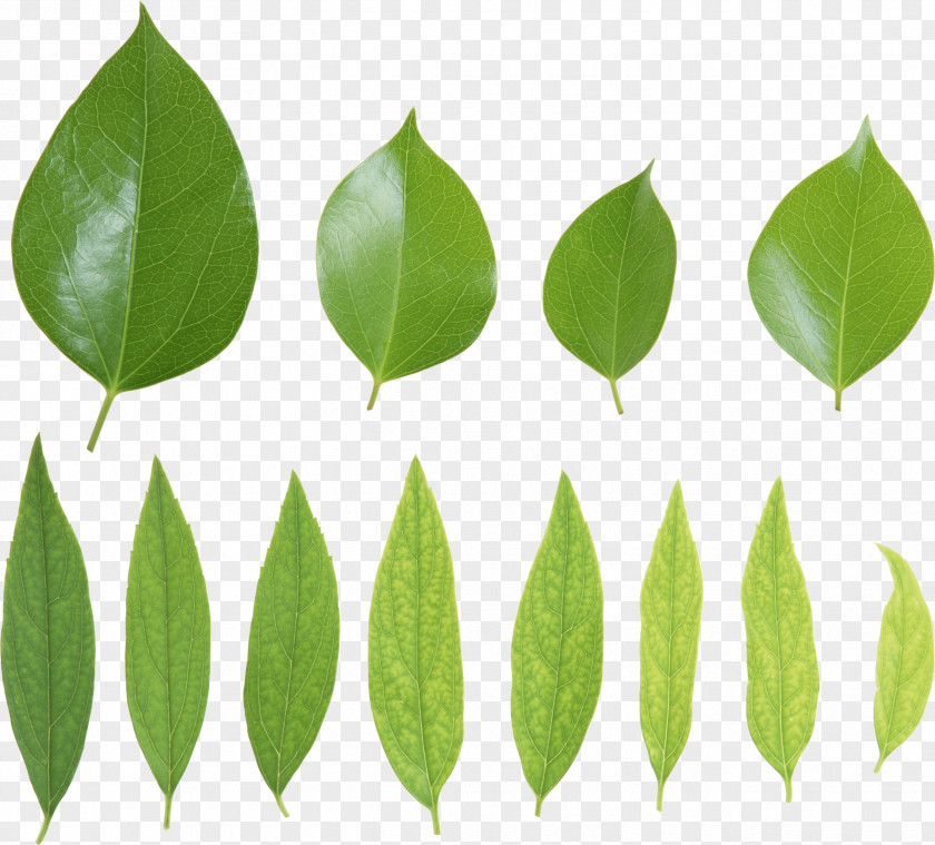Green Leaves Picture Leaf Presentation PNG