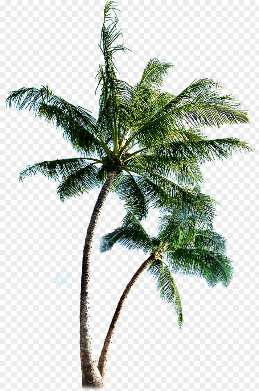 Palm Border Island Eleuthera Clip Art PNG