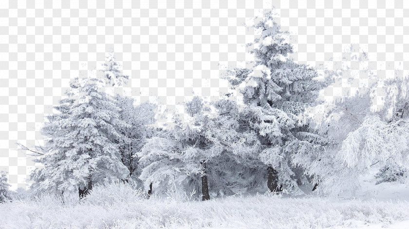 Snow Tree Winter Birch Wallpaper PNG