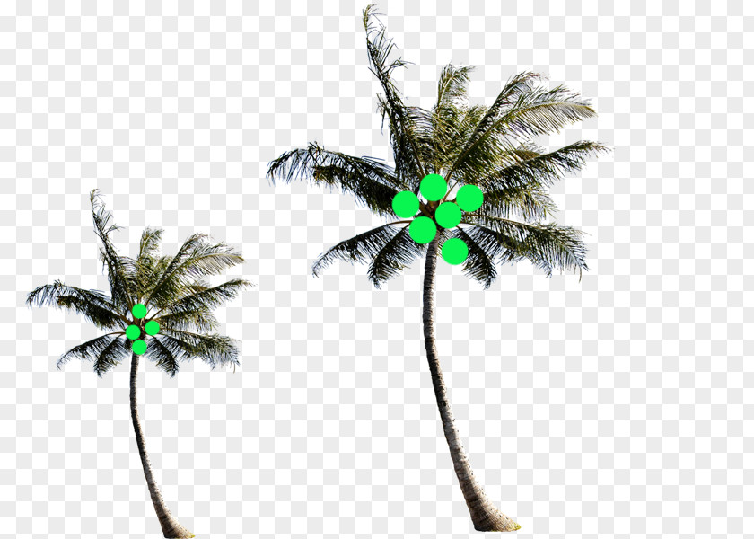 South Coconut Establish Body Material Arecaceae Tree PNG