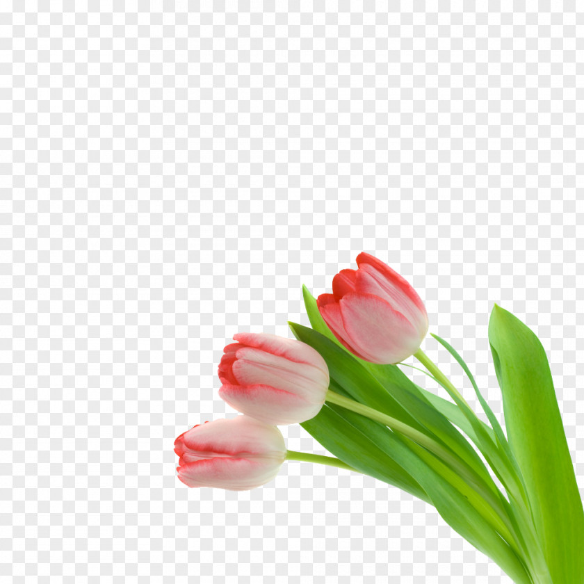 Three Tulips Pink Flowers Tulip PNG