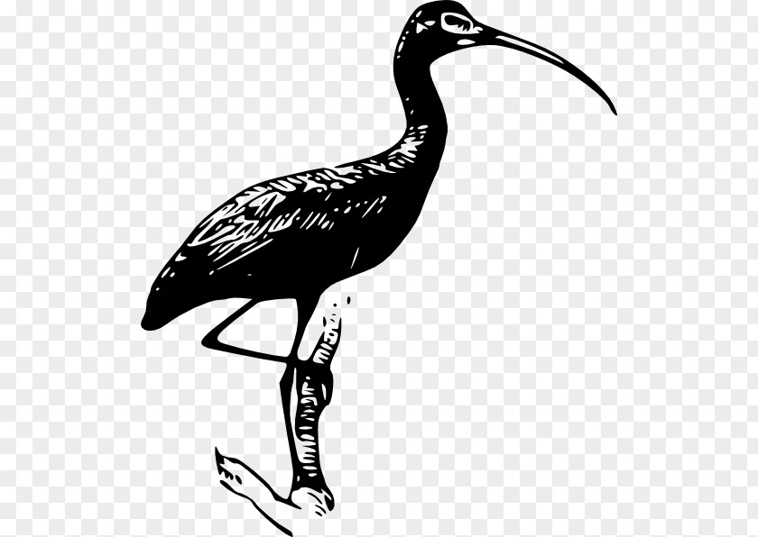 Airedale Graphic Scarlet Ibis Vector Graphics Clip Art Openclipart PNG