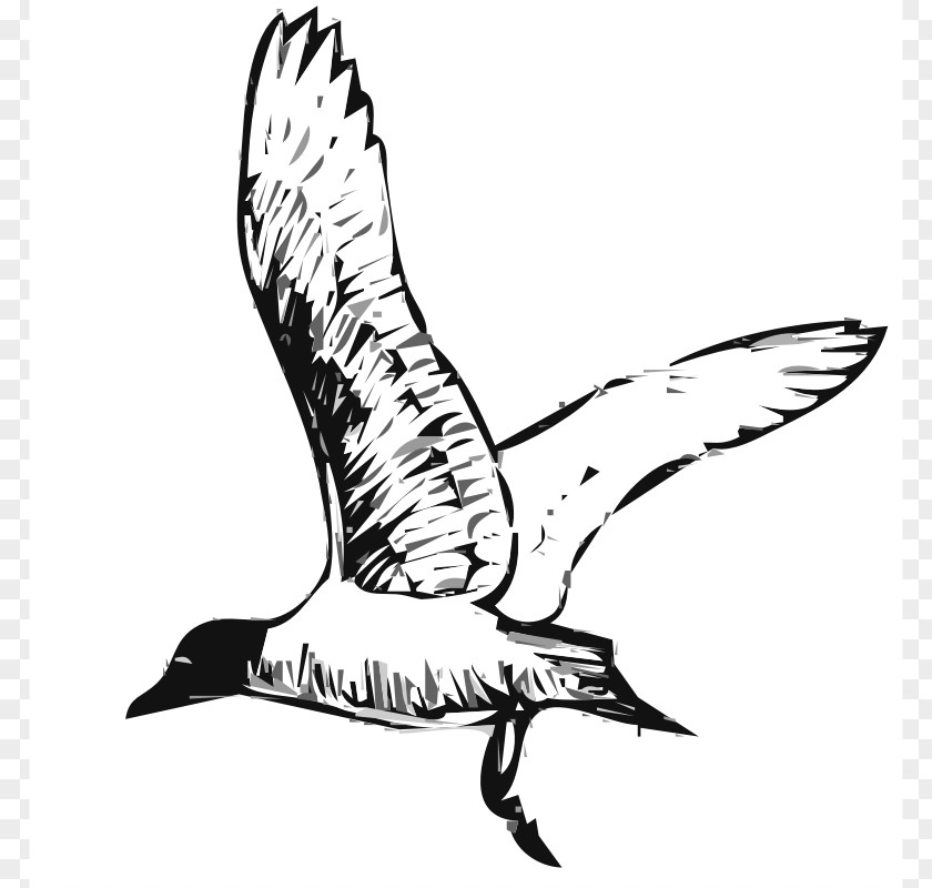 Bird Graphics Gulls Clip Art PNG
