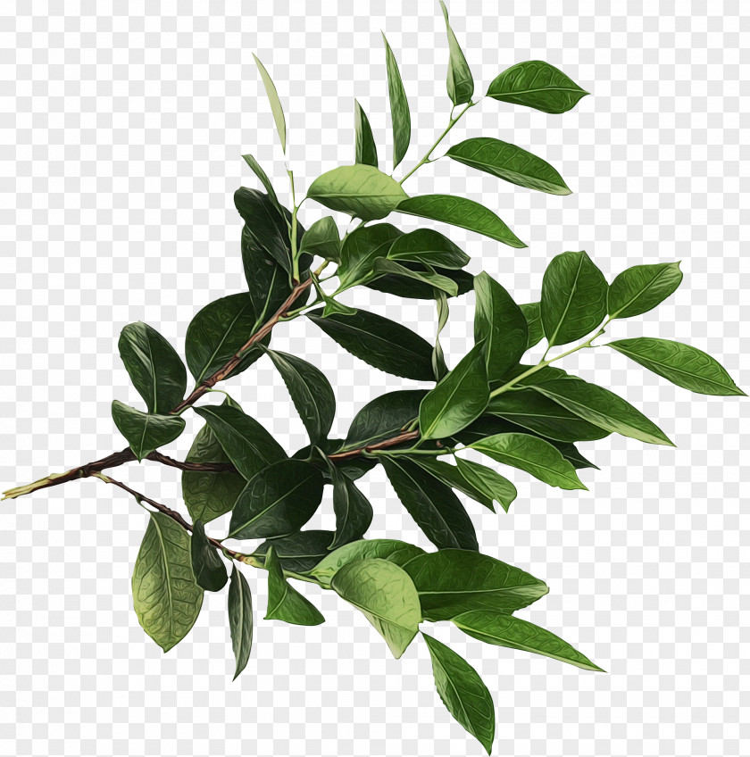 Curry Tree Twig Flower Plant Leaf Flowering PNG