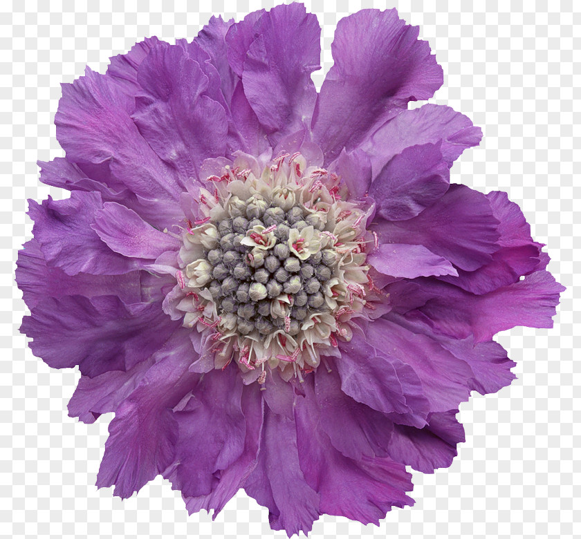 Flower Purple Violet PNG