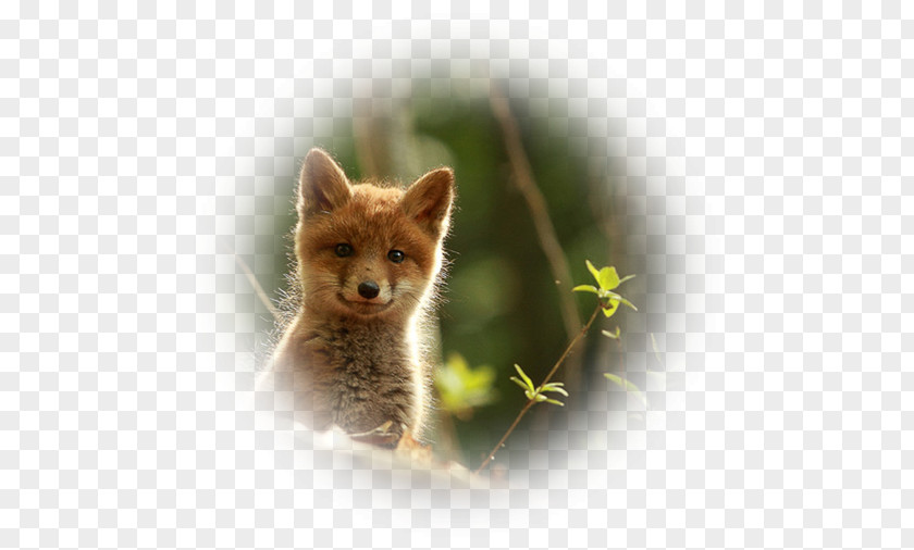 Fox Red Kit Wildlife Animal PNG