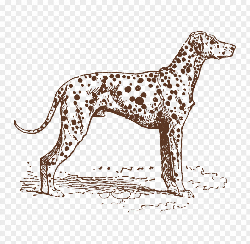 Hand Painted Leopard Dalmatian Dog Puppy Breed Hunting PNG