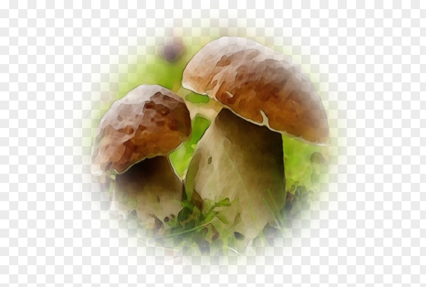 Penny Bun Agaricus Mushroom Cartoon PNG