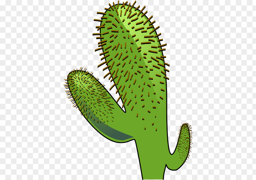 Cactus Plant Cactaceae Saguaro Wren Clip Art PNG