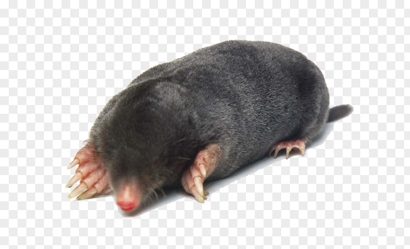 European Mole Eastern Molehill Homo Sapiens PNG