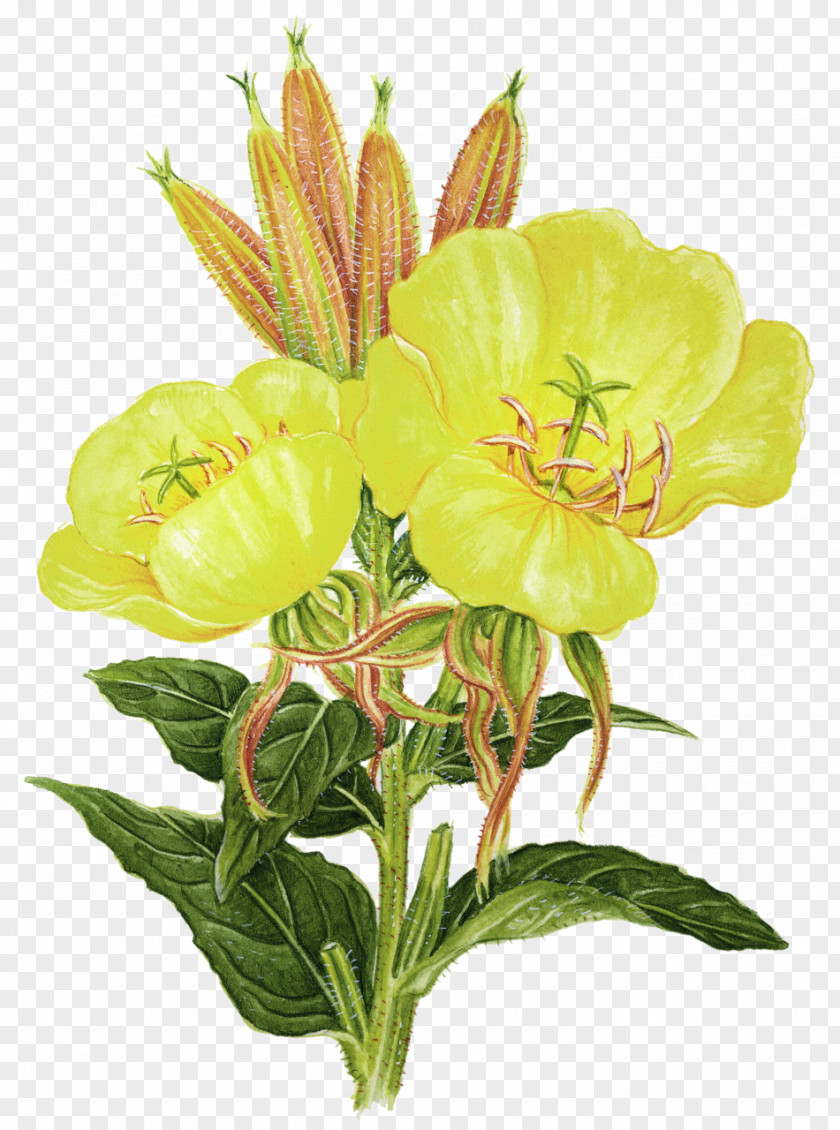 Herbs Flower Plant Common Evening-primrose Essential Fatty Acid Herb PNG