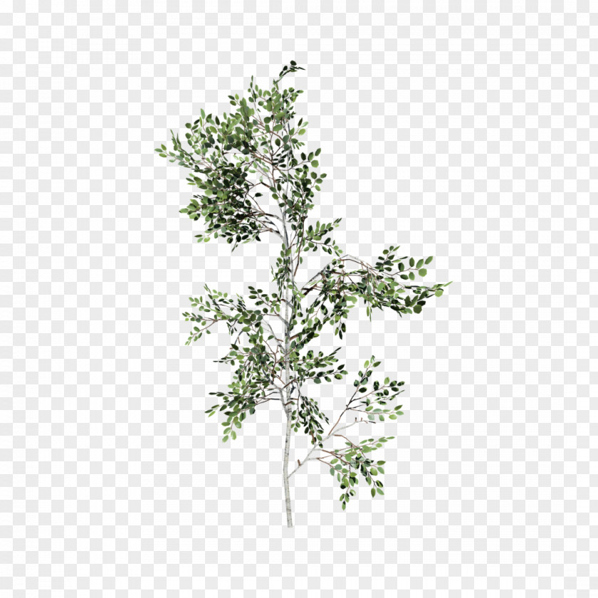 Tree Paper Birch Sweetgum SpeedTree Eastern White Pine PNG