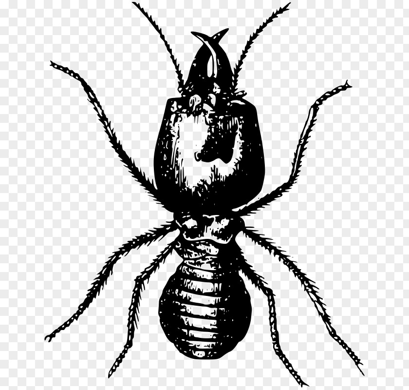 Insect Ant Pest Control Eastern Subterranean Termite PNG