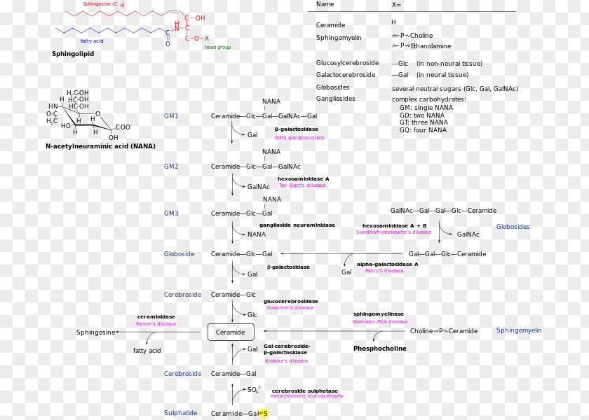 Line Screenshot Lipid Storage Disorder Font PNG