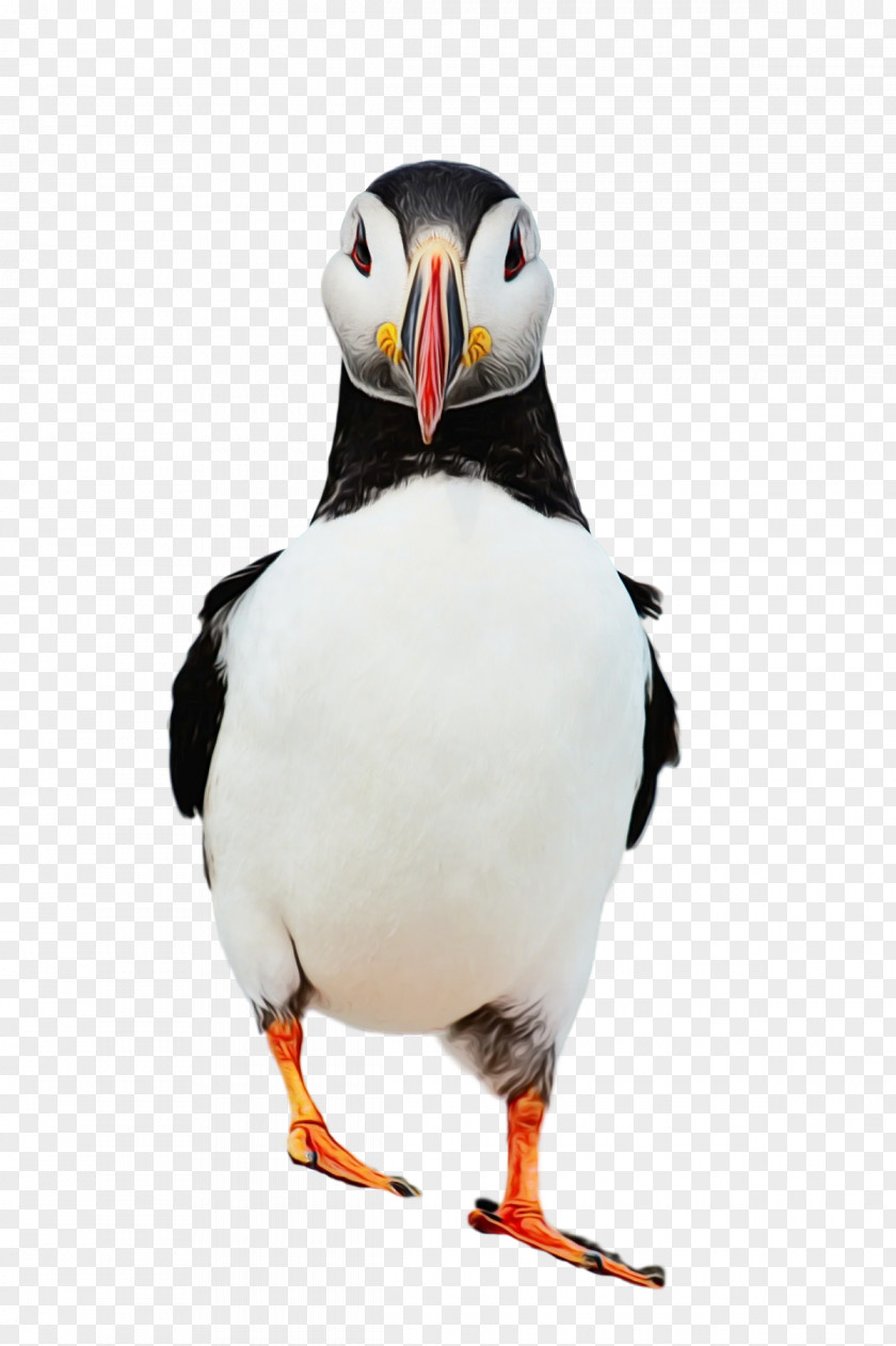 Puffins Shorebirds Penguins Beak Science PNG