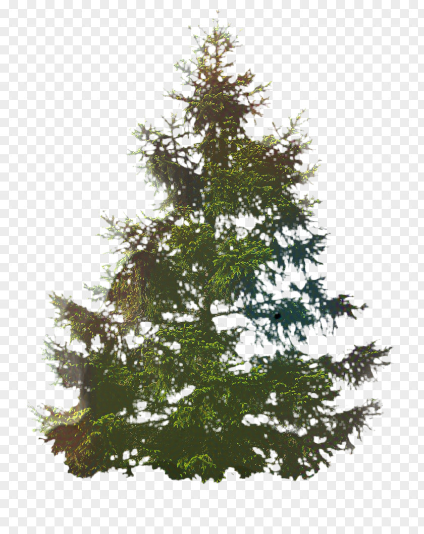 Redwood Juniper Christmas Black And White PNG