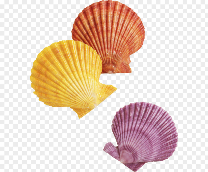Seashell Clip Art PNG
