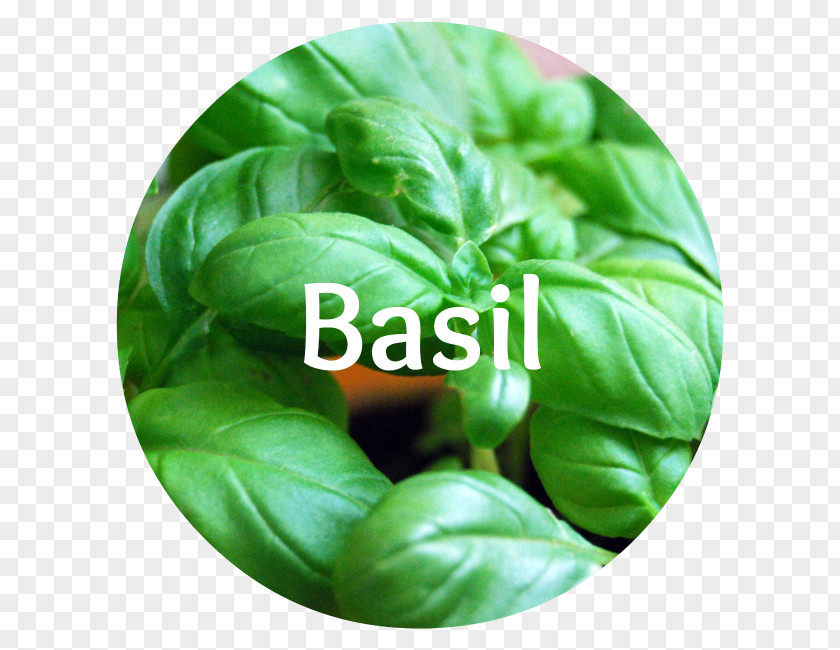 Basil Leaves Herb Thai Lemon African Blue Genovese PNG