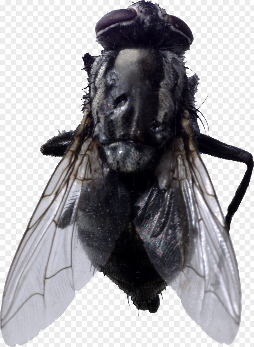 Fly Image Insect Clip Art PNG