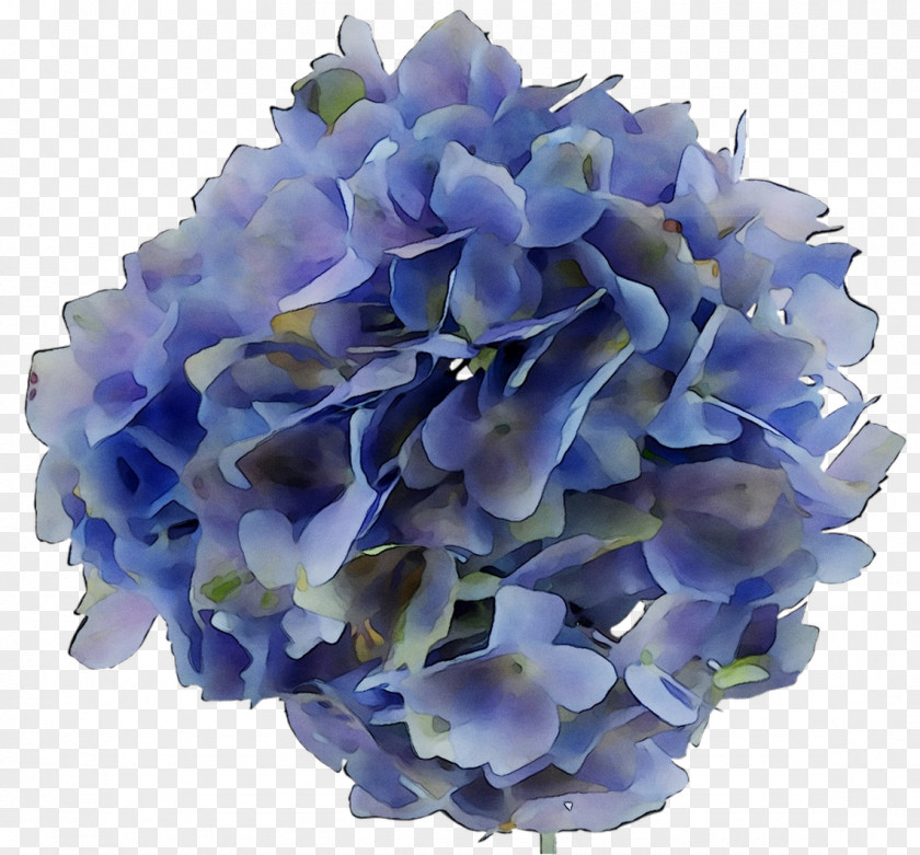 Hydrangea Cut Flowers Flower Bouquet Petal PNG