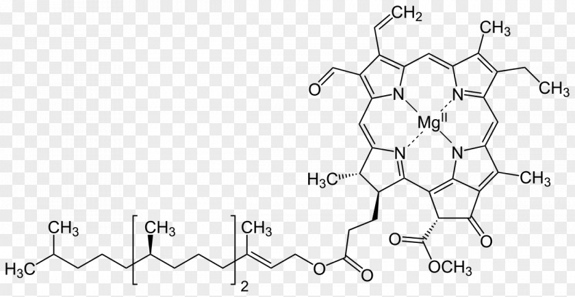 Plant Chlorophyll A Photosynthesis Light-dependent Reactions Biological Pigment PNG