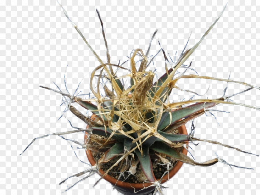 Sansevieria Cactaceae Astrophytum Myriostigma Leuchtenbergia Asterias Strawberry Hedgehog Cactus PNG