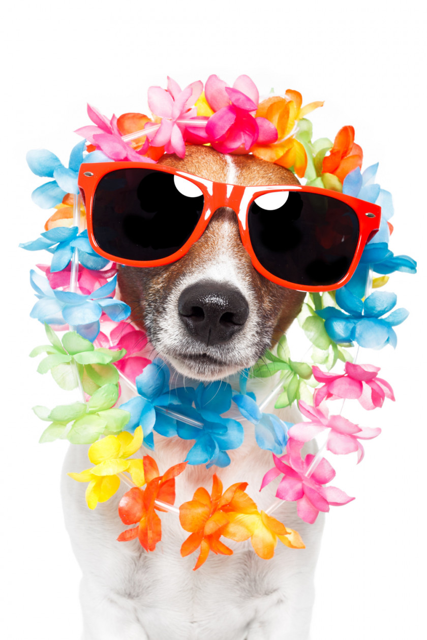 Vacation Jack Russell Terrier Puppy Stock Photography Lei Sunglasses PNG