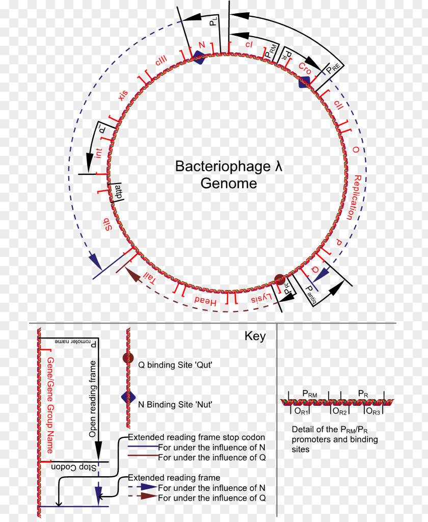 A Genetic Switch Lambda Phage Bacteriophage Genome PNG