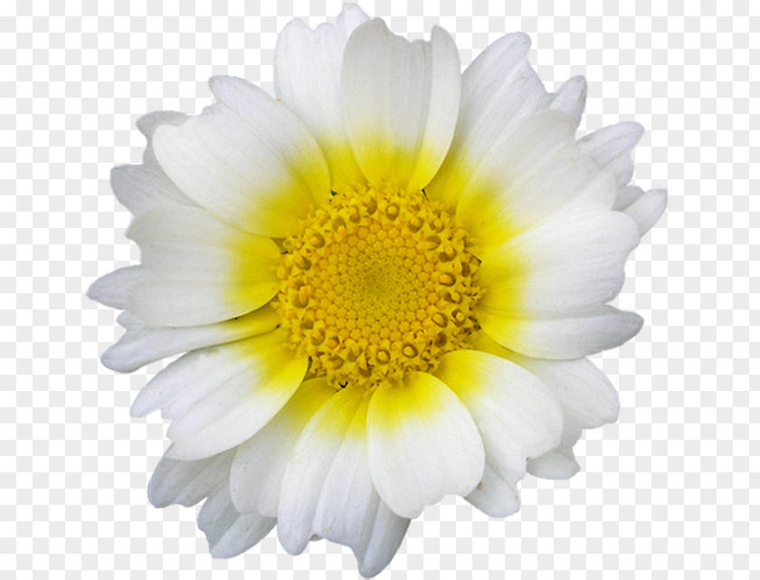Camomille Streamer Marguerite Daisy Common Oxeye Image PNG
