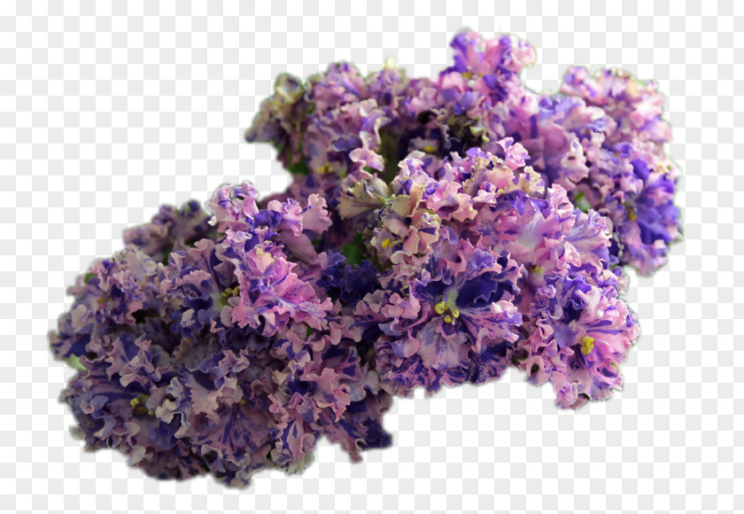 English Lavender Cut Flowers PNG