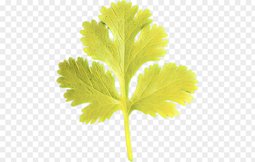 Tamil Cuisine Greens Avial Swiss Leaf PNG