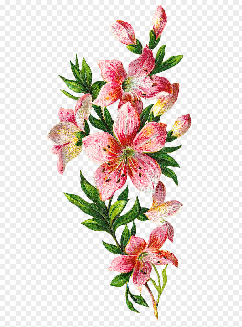 Vintage Floral Botanical PNG floral botanical clipart PNG