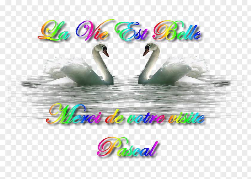 La Vie Est Belle Logo Desktop Wallpaper Water Computer Font PNG