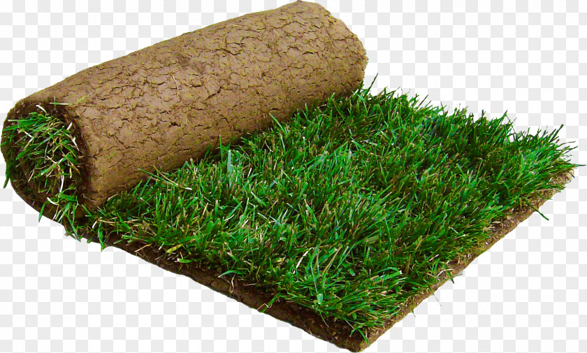 Sod Lawngrass Tall Fescue Kentucky Bluegrass PNG