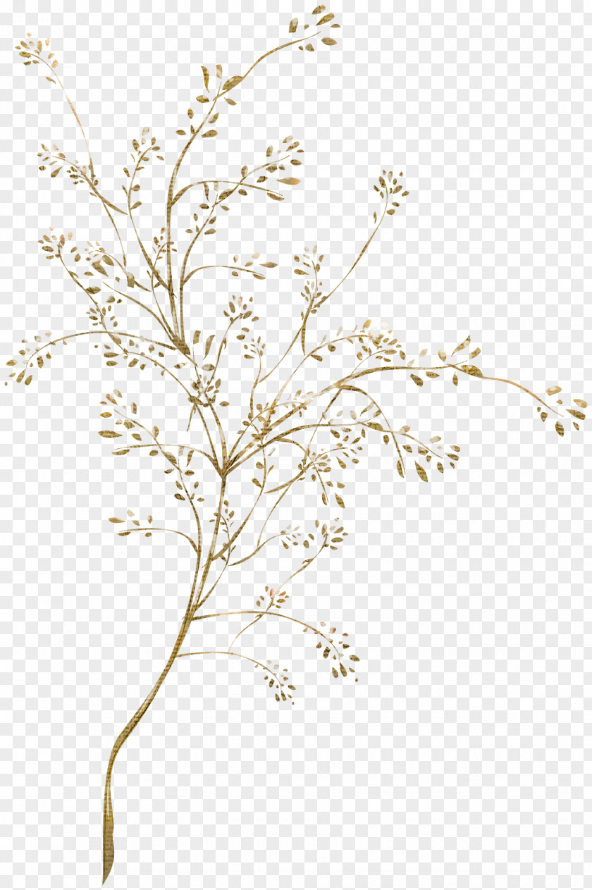 Trees Day Plant Stem Leaf Flowering Victorian Era PNG